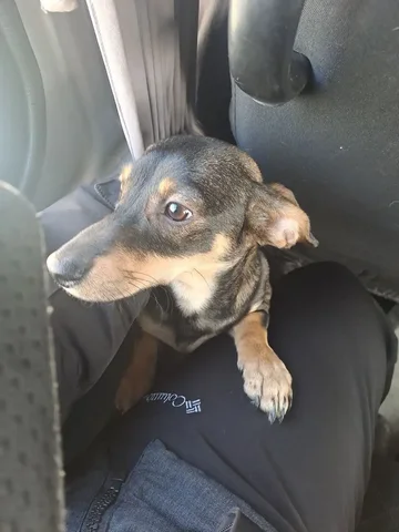 Найдена птица на остановке Ленина - Животные в Чита