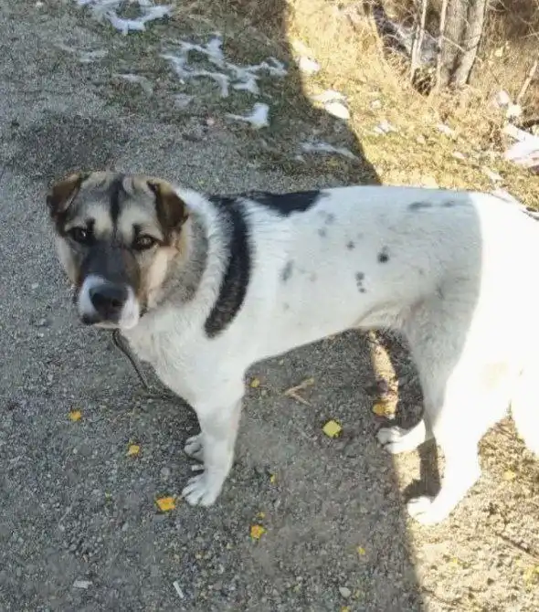 Молодая собака ищет дом - Собаки (Животные) в Чита