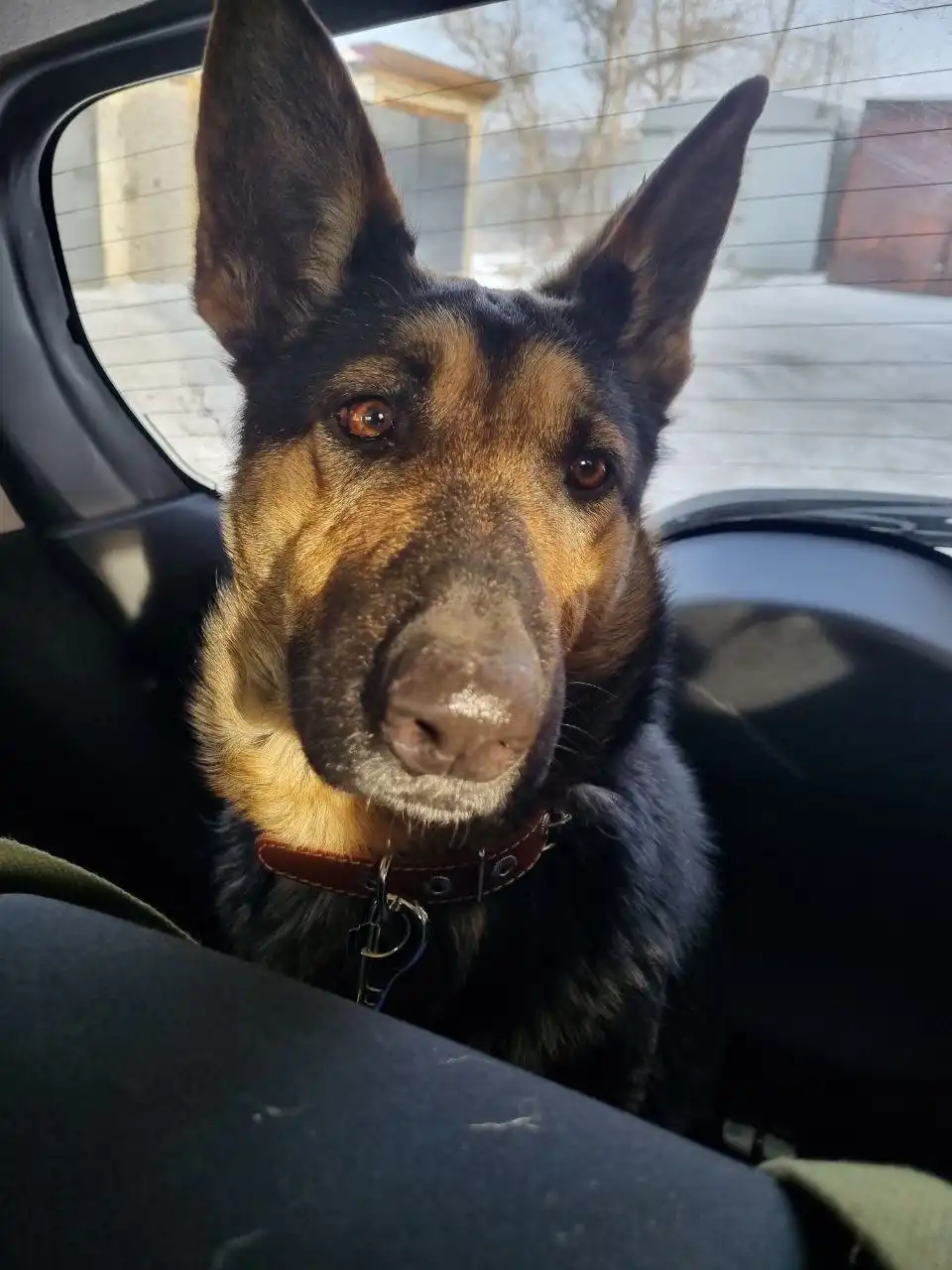 Ищет дом девочка-собака, брошенная на улице в мороз - Собаки в Чита