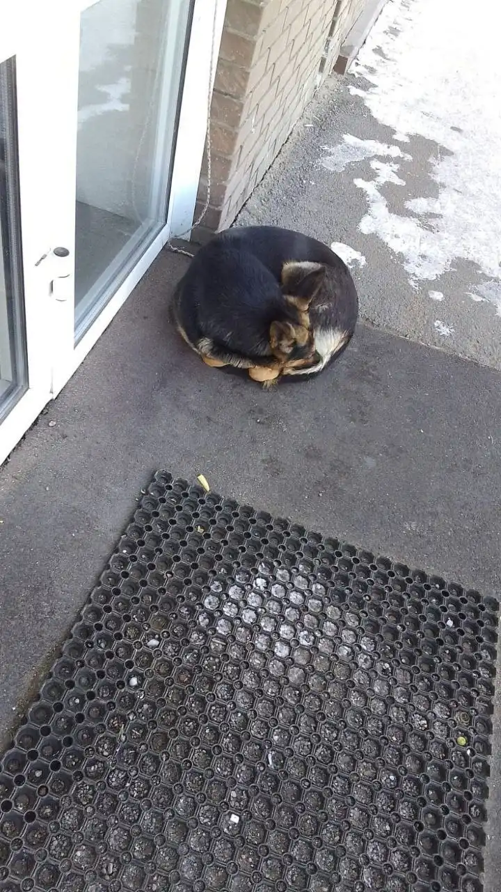 Ищет дом девочка-собака, брошенная на улице в мороз - Собаки (Животные) в Чита