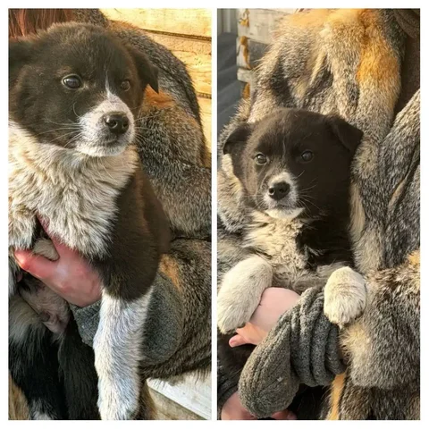 Щенки с охранными качествами - Собаки в Чита