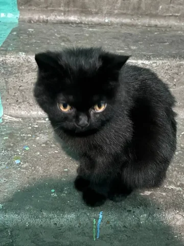 Кошка ищет любящую семью - Животные в Чита