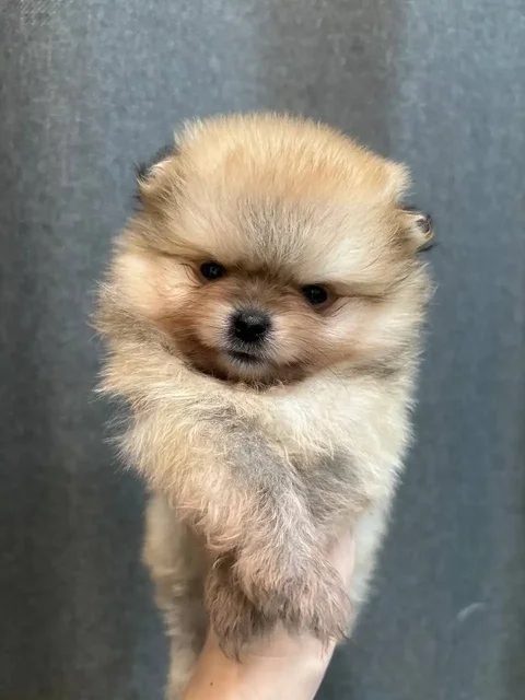 Щенки померанского шпица с документами - Собаки в Чита