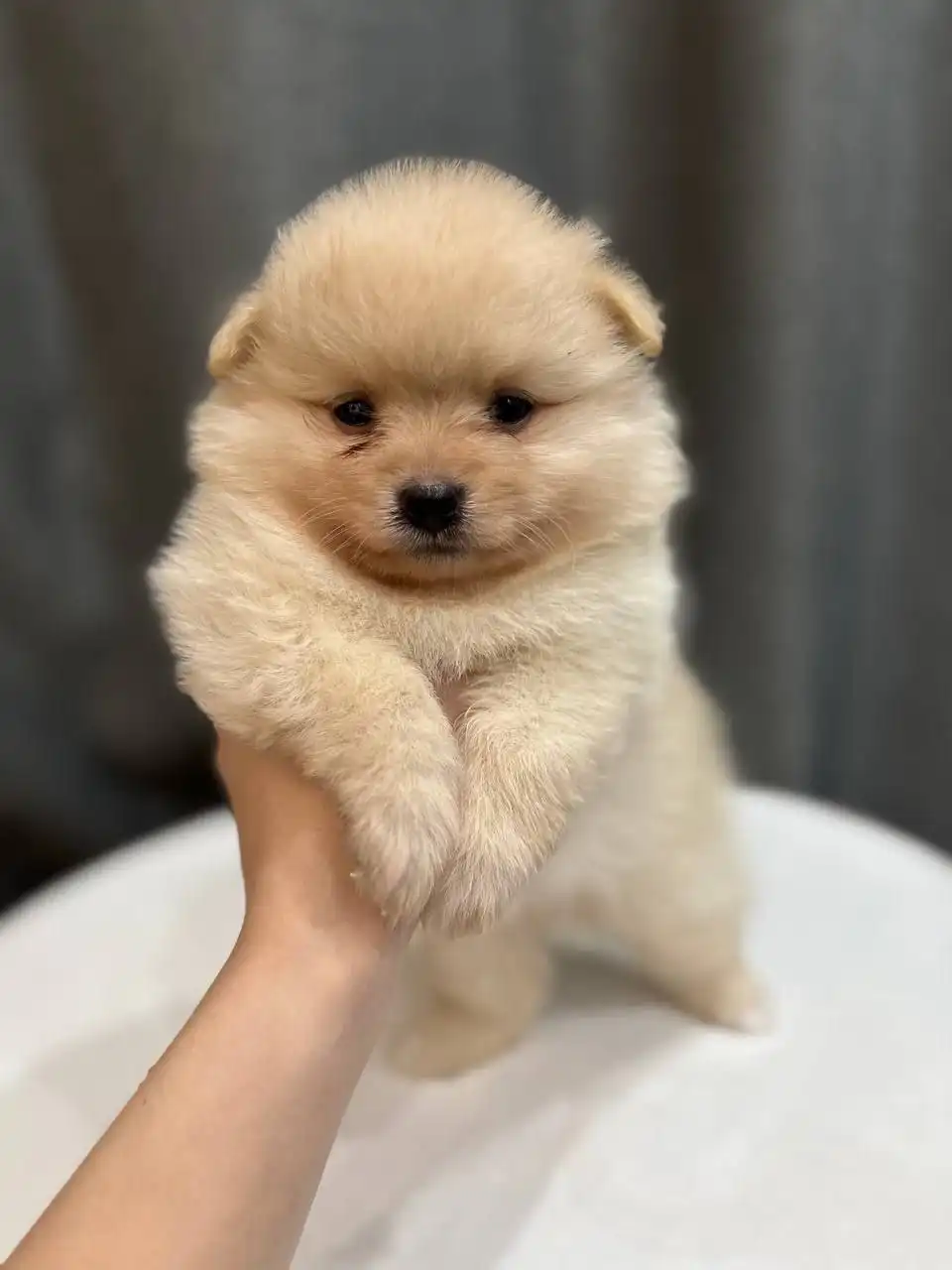 Щенки померанского шпица с документами - Собаки (Животные) в Чита