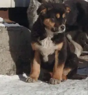 Щенок в добрые руки - Собаки (Животные) в Чита