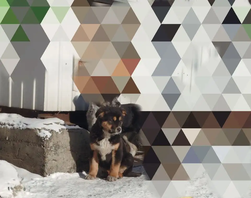 Щенок в добрые руки - Собаки (Животные) в Чита