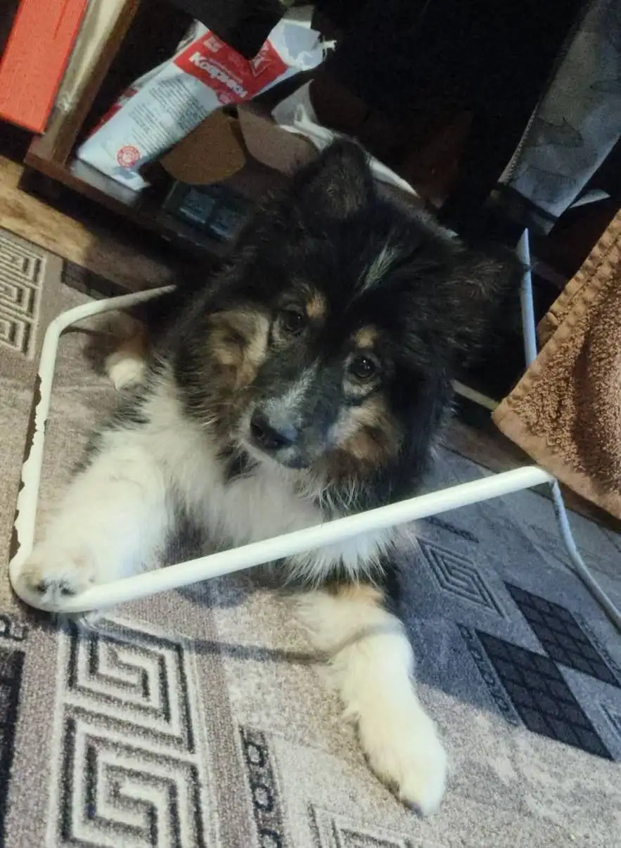 Срочно пристраивается девочка 4 месяца (среднего размера) - Собаки (Животные) в Чита