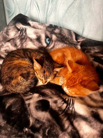 Отдам котят смешанные - Животные в Чита