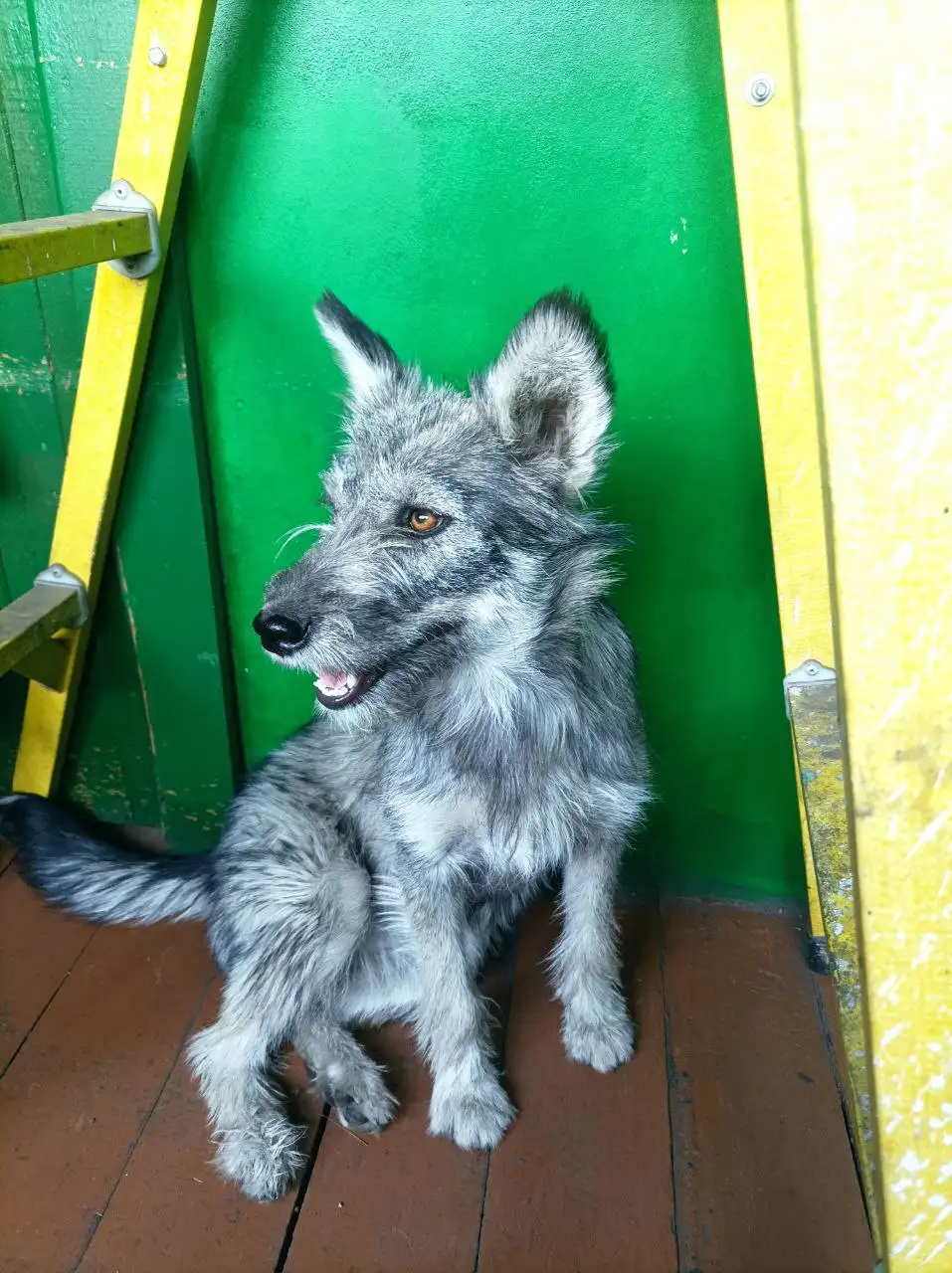 Отдам в добрые руки белку - Собаки (Животные) в Чита