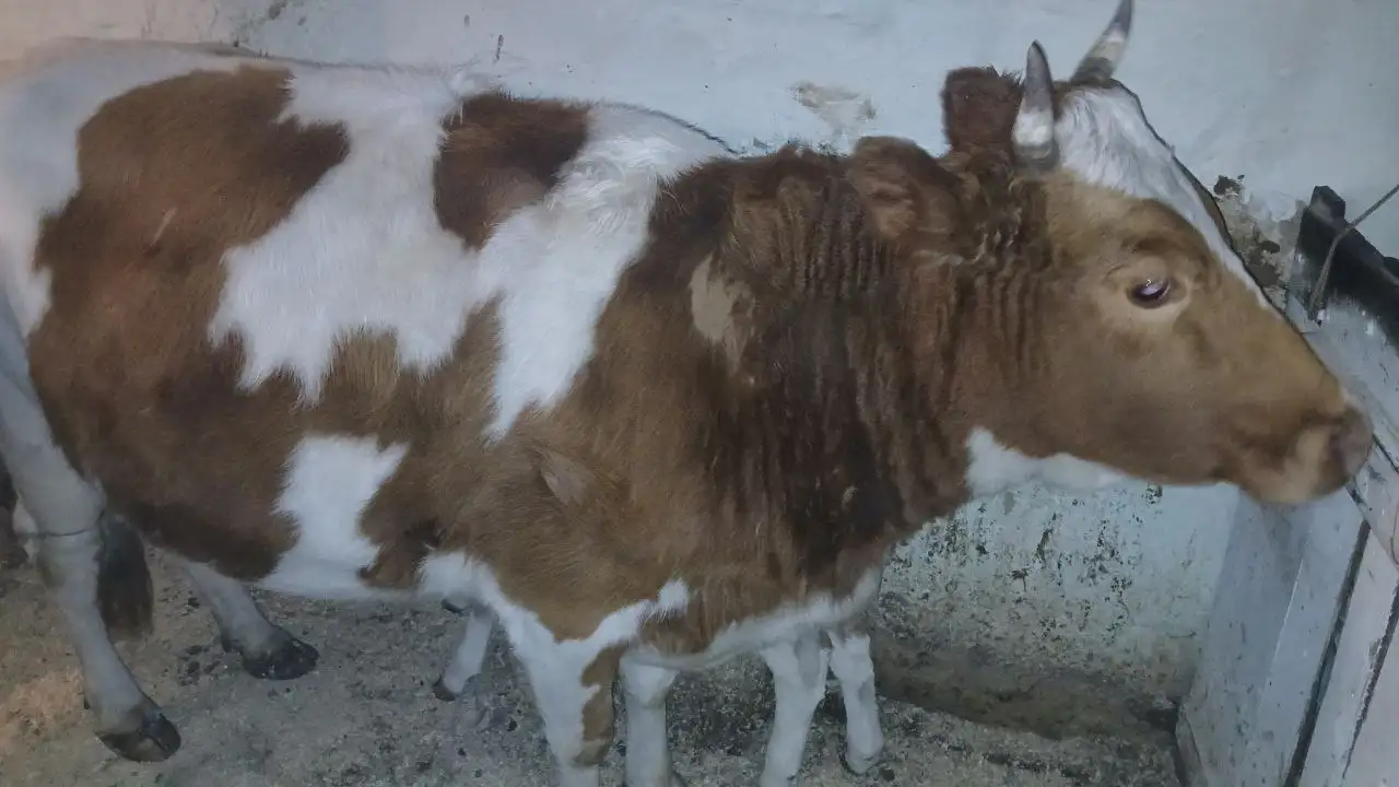 Продажа коровы с теленком - Скот (Животные) в Чита