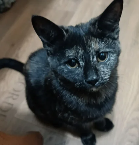 Щенок в поисках любящего человека - Животные в Чита