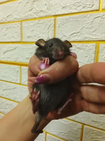 Крысенок дамбо девочка в надёжные руки - частное объявление в Чита
