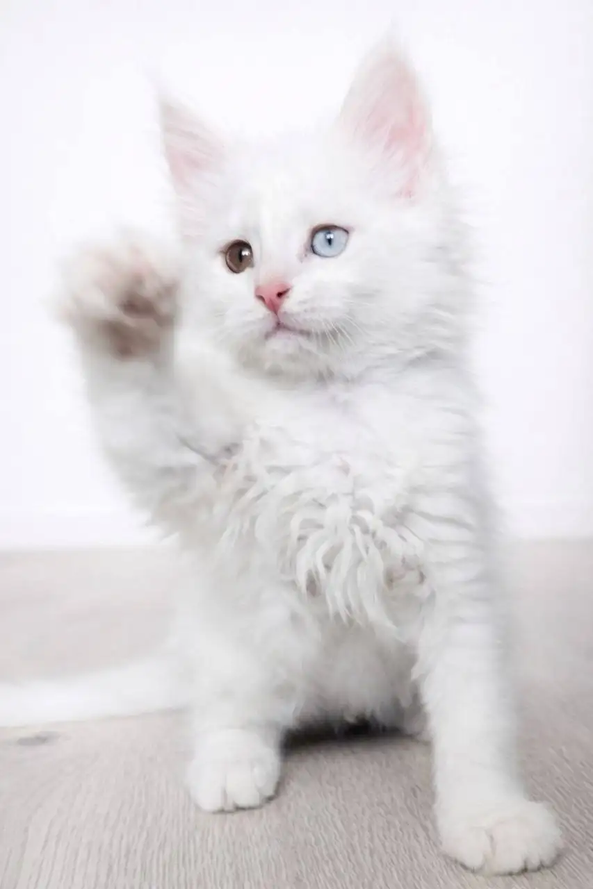 Продажа котят Мейн-куна - Кошки (Животные) в Чита