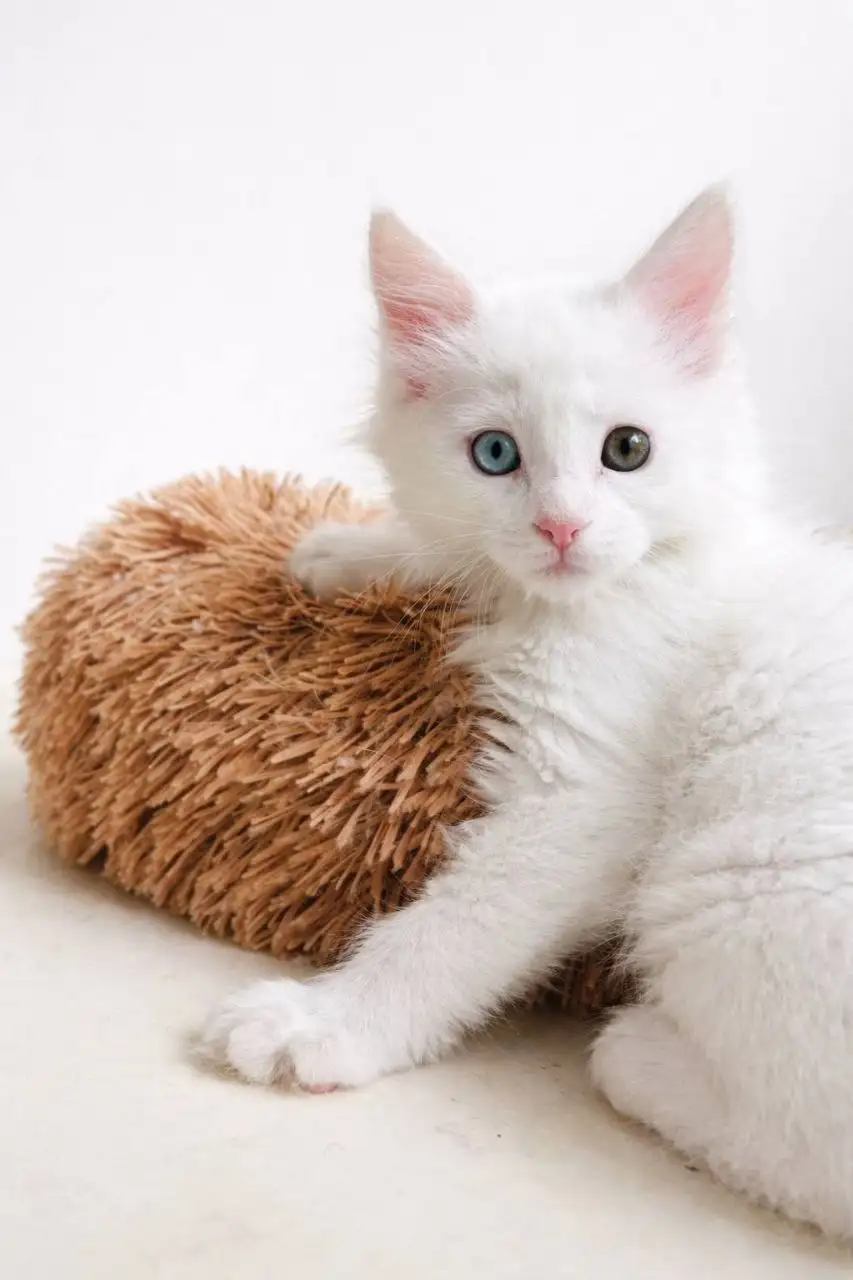 Продажа котят Мейн-куна - Кошки (Животные) в Чита