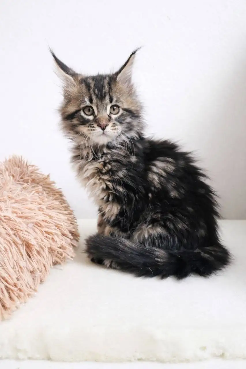 Продажа котят Мейн-куна - Кошки (Животные) в Чита