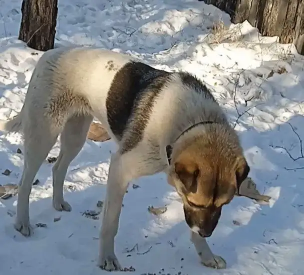 Молодая собака в поисках дома - Собаки (Животные) в Чита
