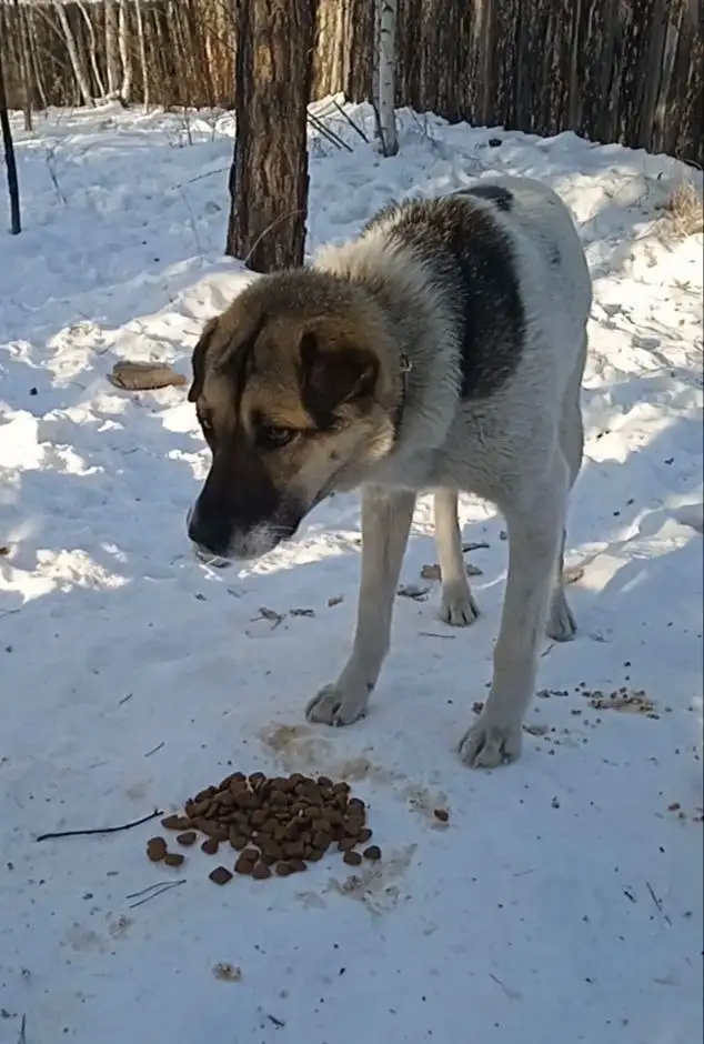 Молодая собака в поисках дома - Собаки (Животные) в Чита
