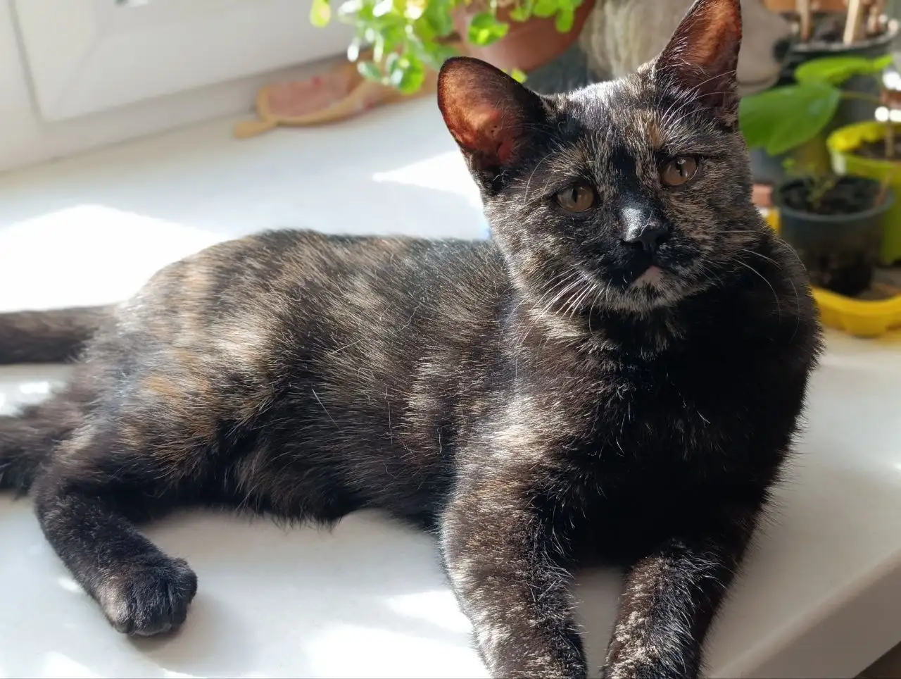 Кошка 4 месяца ищет дом - Кошки (Животные) в Чита