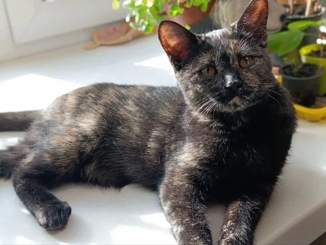 Кошка 4 месяца ищет дом - Кошки в Чита