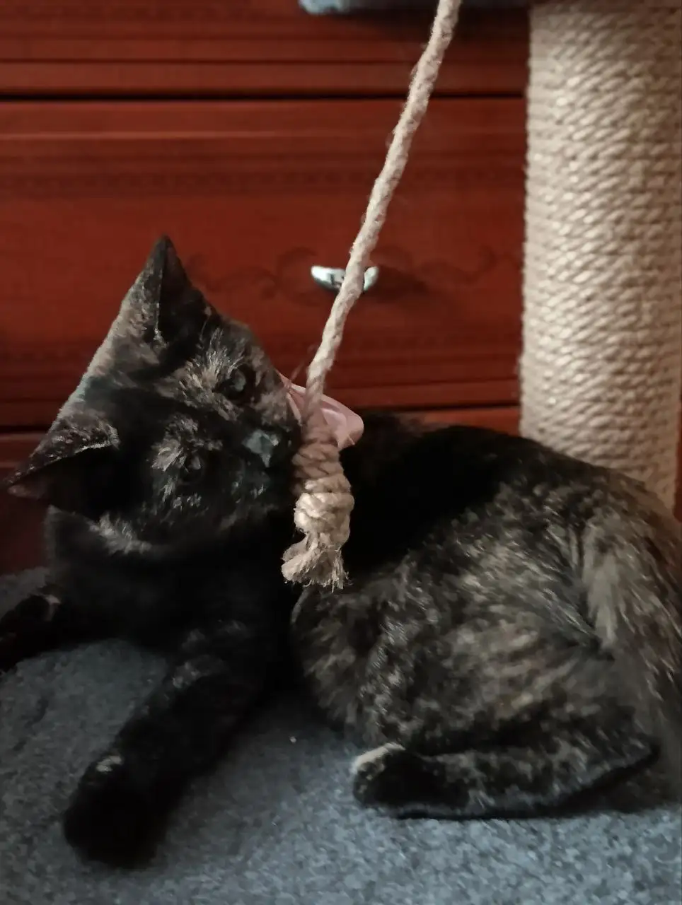 Кошка 4 месяца ищет дом - Кошки (Животные) в Чита