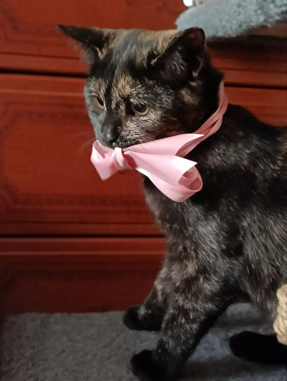 Кошка 4 месяца ищет дом - Кошки (Животные) в Чита