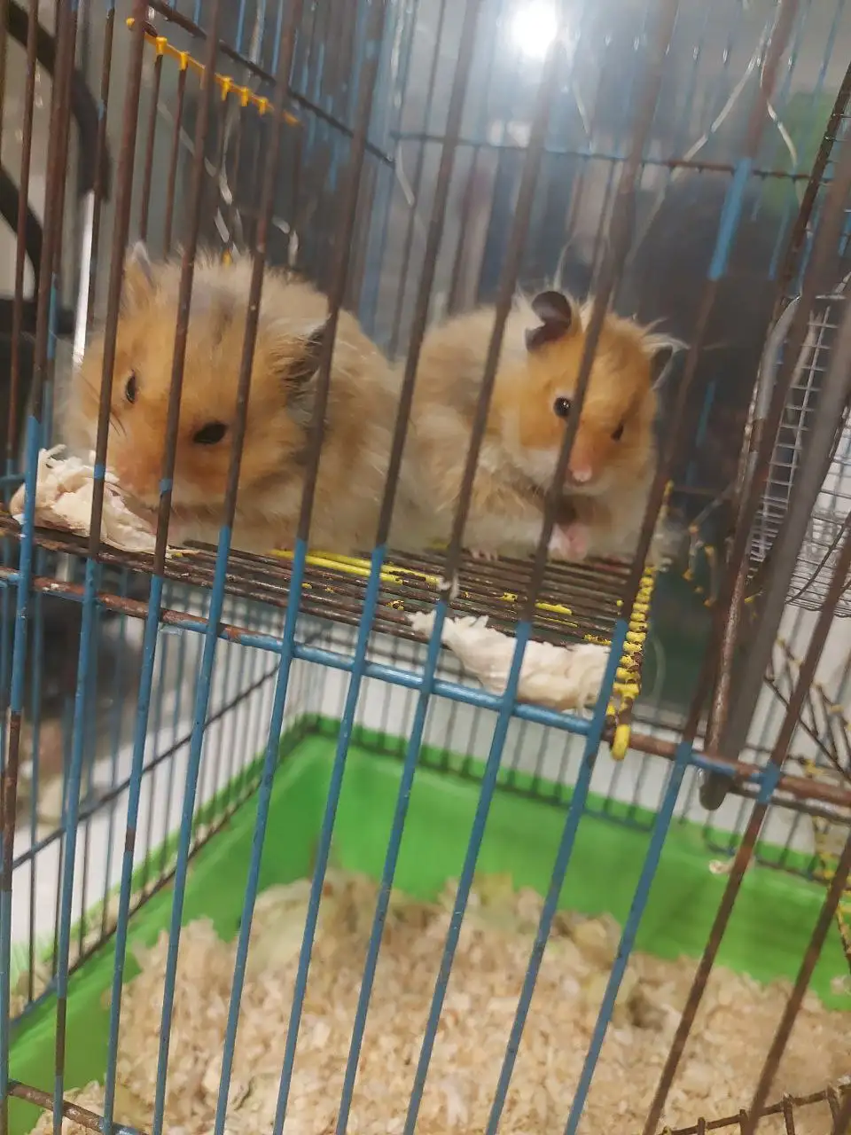 Сирийские хомяки с клеткой - Грызуны (Животные) в Чита