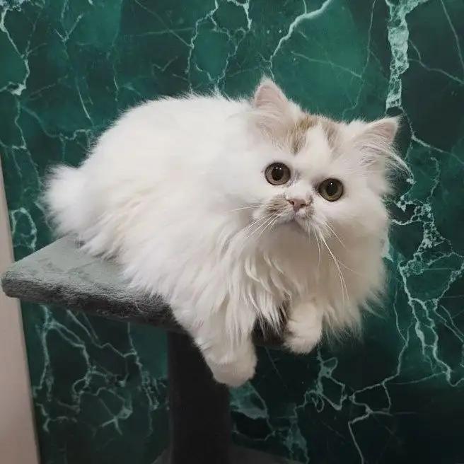 Котёнок Снежа - Кошки (Животные) в Чита