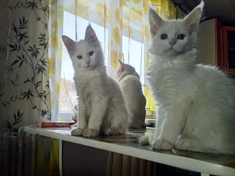 Продажа котят породы мейн кун - Птица в Чита