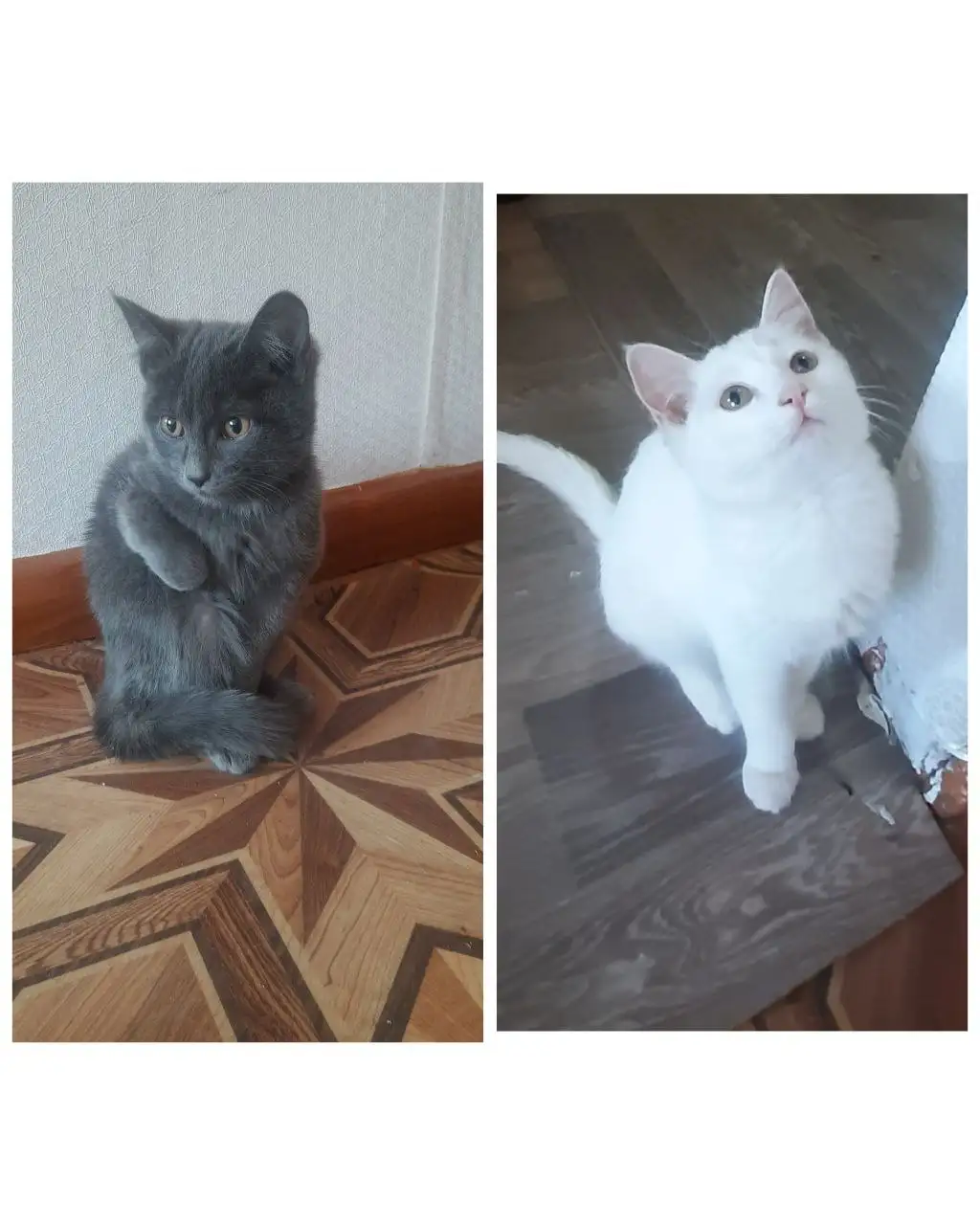 Котята 2 месяца белая девочка и серый мальчик - Кошки/котята (Животные) в Чита