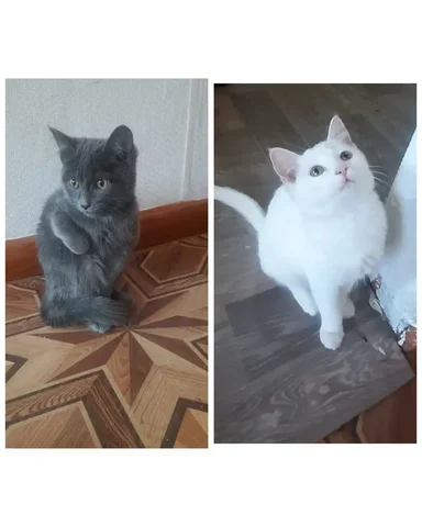 Котята 2 месяца белая девочка и серый мальчик - Птица в Чита