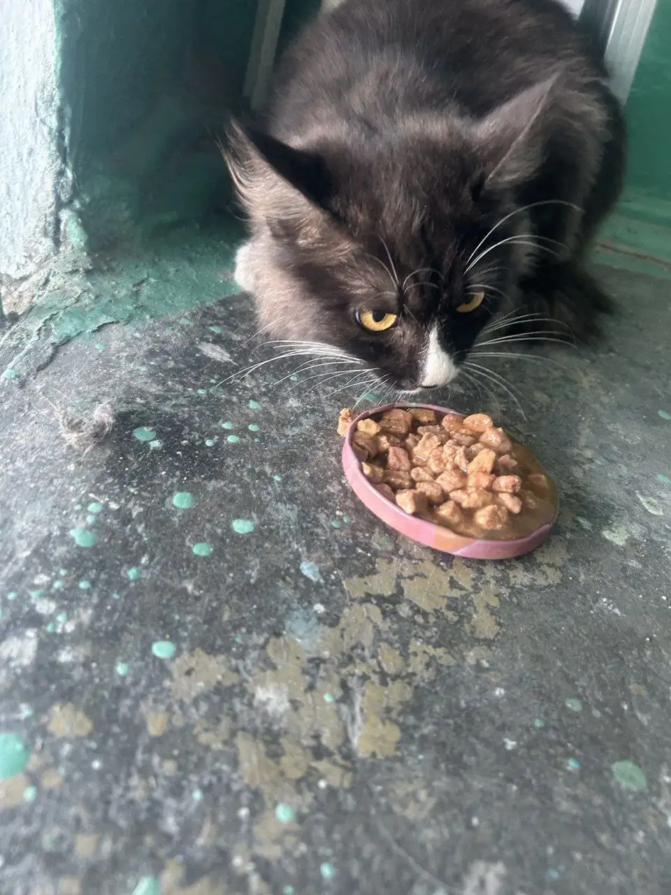 Найден кот на Ангарской 27 - Кошки (Животные) в Чита