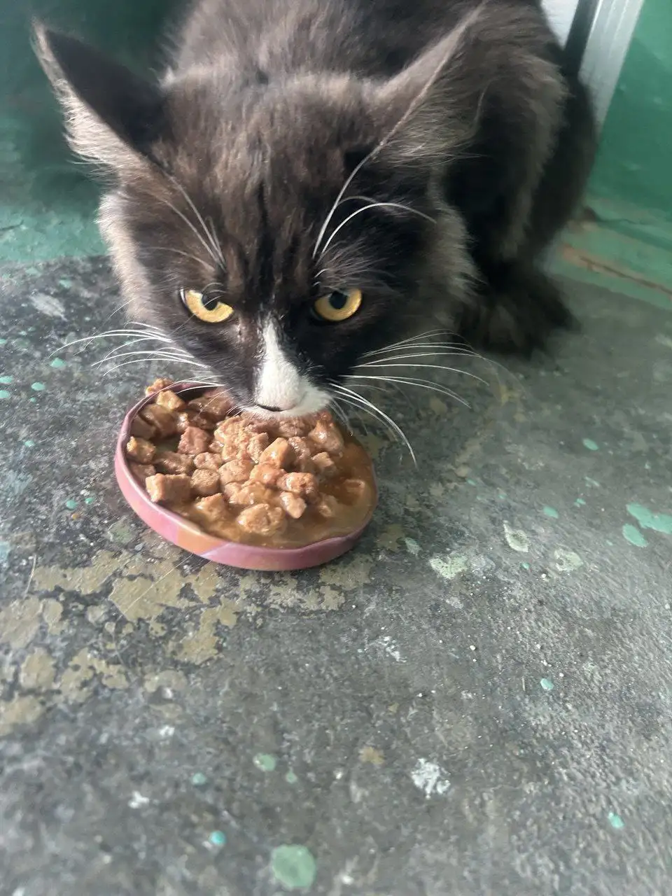 Найден кот на Ангарской 27 - Кошки (Животные) в Чита