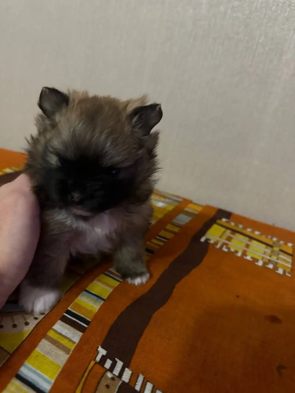 Щенки померанского шпица - Собаки (Животные) в Чита