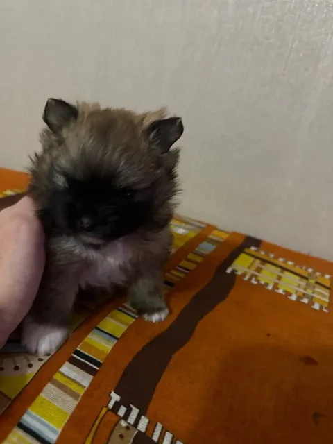 Щенки померанского шпица - Благотворительность в Чита