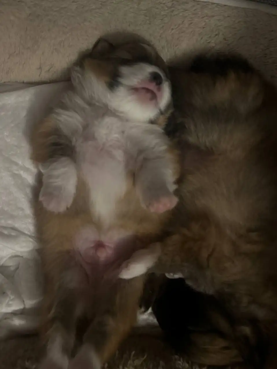 Щенки померанского шпица - Собаки (Животные) в Чита