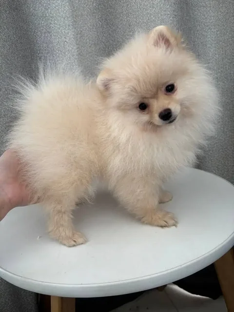 Щенки шпица с документами СКОР - Благотворительность в Чита