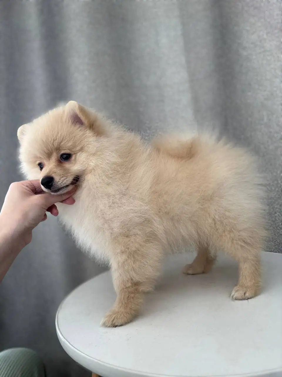 Щенки шпица с документами СКОР - Собаки (Животные) в Чита