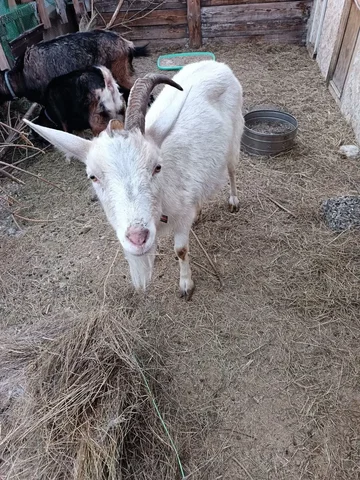 Продам козу в Чите - Находка/потеря в Чита