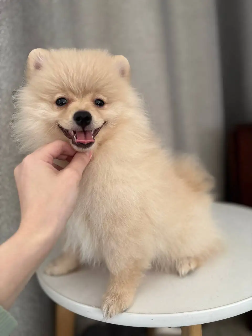 Шпиц померанский мальчик с документами - Собаки (Животные) в Чита