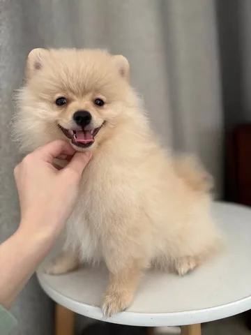 Шпиц померанский мальчик с документами - Находка/потеря в Чита