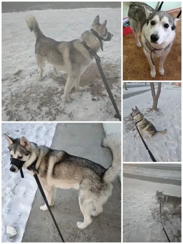 Собака Оскар ищет новый дом - Находка/потеря в Чита