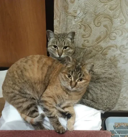 Две кошечки ищут дом - Находка/потеря в Чита