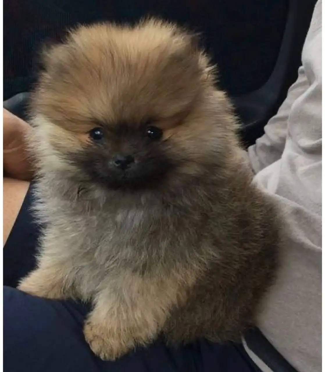 Продается мини померанский шпиц 1,5 месяца - Собаки (Животные) в Чита