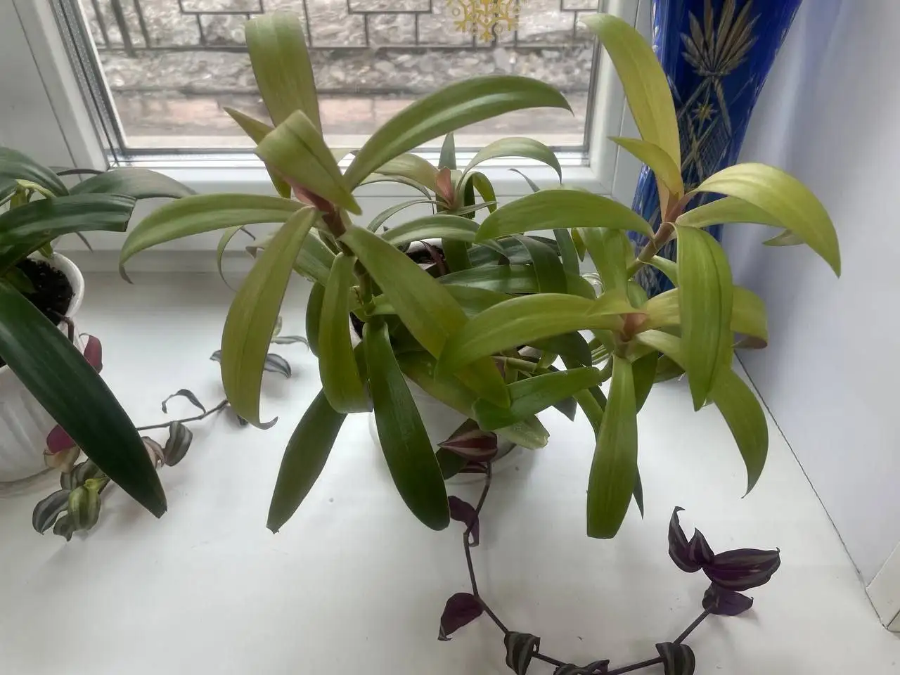 Продажа традесканции (микс), 3 горшочка - Растения в Чита