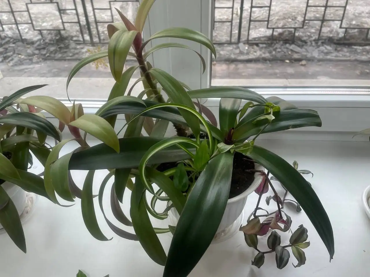 Продажа традесканции (микс), 3 горшочка - Растения в Чита