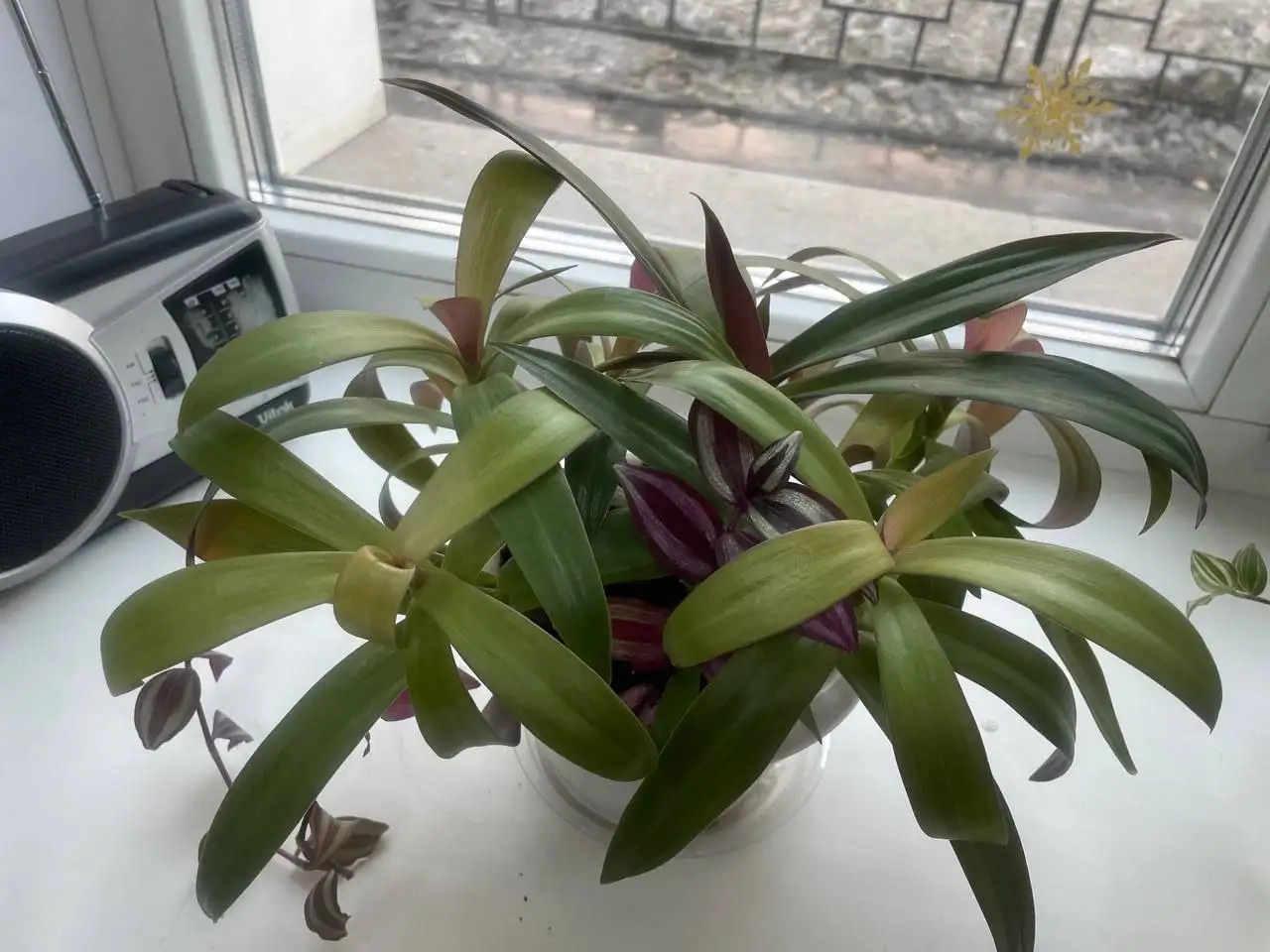 Продажа традесканции (микс), 3 горшочка - Растения в Чита