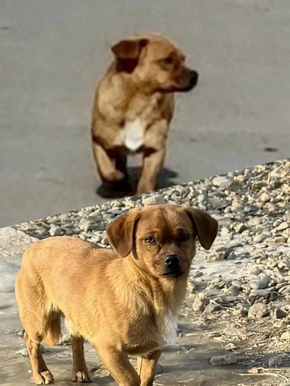 Миниатюрный мальчик-пес ищет хозяина - Собаки (Животные) в Чита