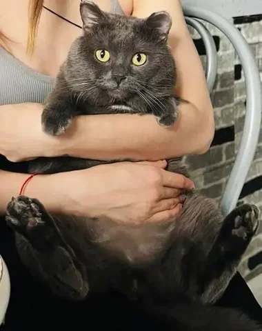 Породистый кот ищет дом или передержку - Находка/потеря в Чита