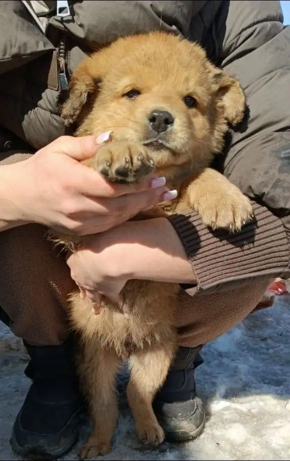 Ищет дом и хороших хозяев - Собаки (Животные) в Чита