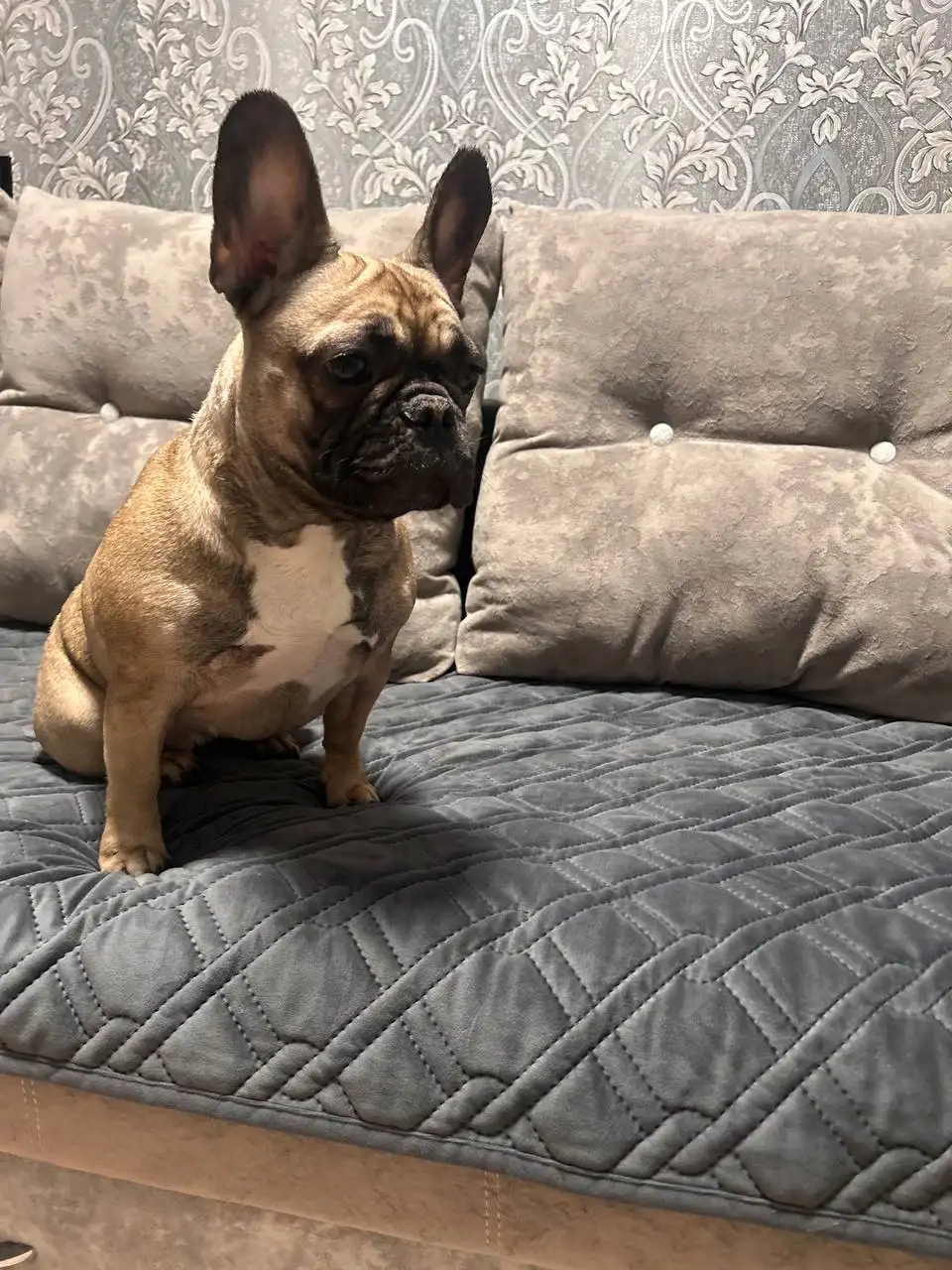 Продажа французского бульдога девочки - Собаки (Животные) в Чита